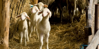 Agriculture